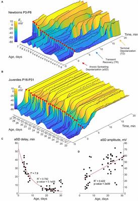 Anoxic spreading depolarization in the neonatal rat cortex in vitro